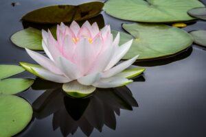 Water Lilly